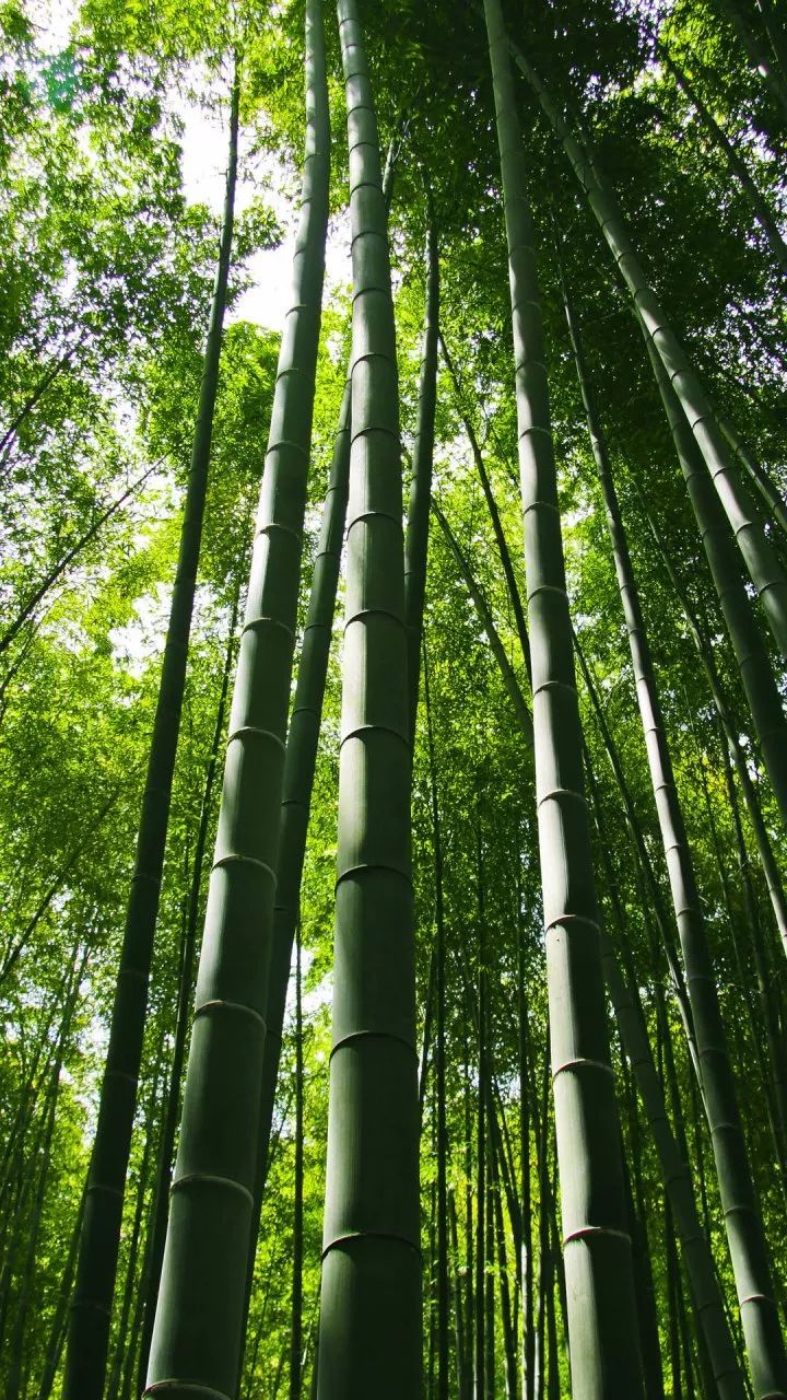 微信背景墙图片绿色护眼大全
