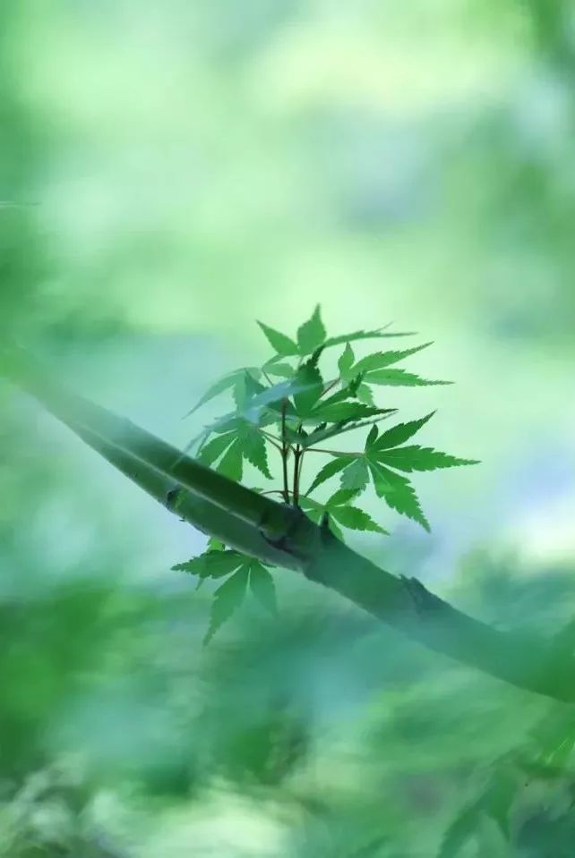 微信背景墙图片绿色护眼大全